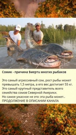 B_Сомик - причина смерти многих рыбаков_V