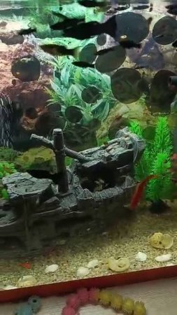 Успокаивающее и завораживающее видео.