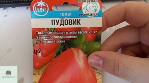 Обзор на семена домашних томатов