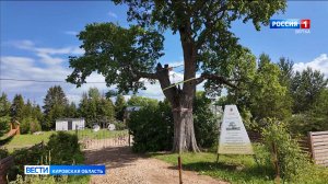 Слободской вяз участвует в конкурсе «Российское дерево года»