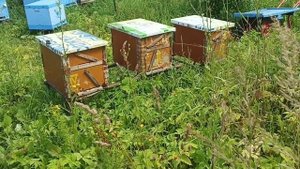 Ловушки на пасеке 14.07.2025