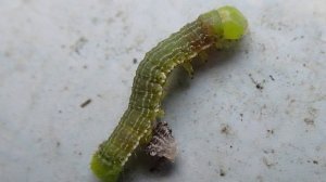 2025.07.14. Норильская лесотундра. Гусеница бабочки пяденицы.