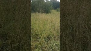 дом в деревне. Модолицы