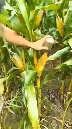 САМОДЕЛКИ ДЛЯ ВЫРАЩИВАНИЯ КУКУРУЗЫ РАССАДОЙ ИЗ КИТАЯ