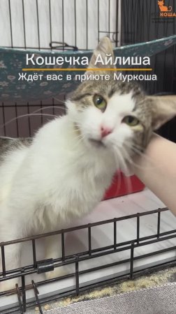 Айлиша ждёт вас в приюте #Муркоша