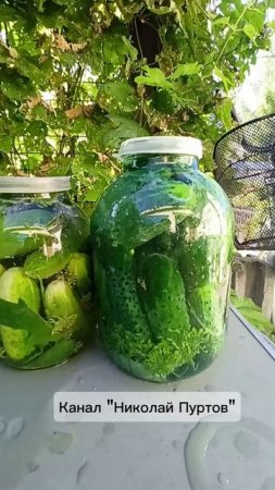 Первая засолка огурцов👍🥒🥒🥒