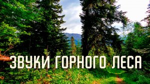 Звуки леса / Музыка природы / Пение птиц в горном лесу
