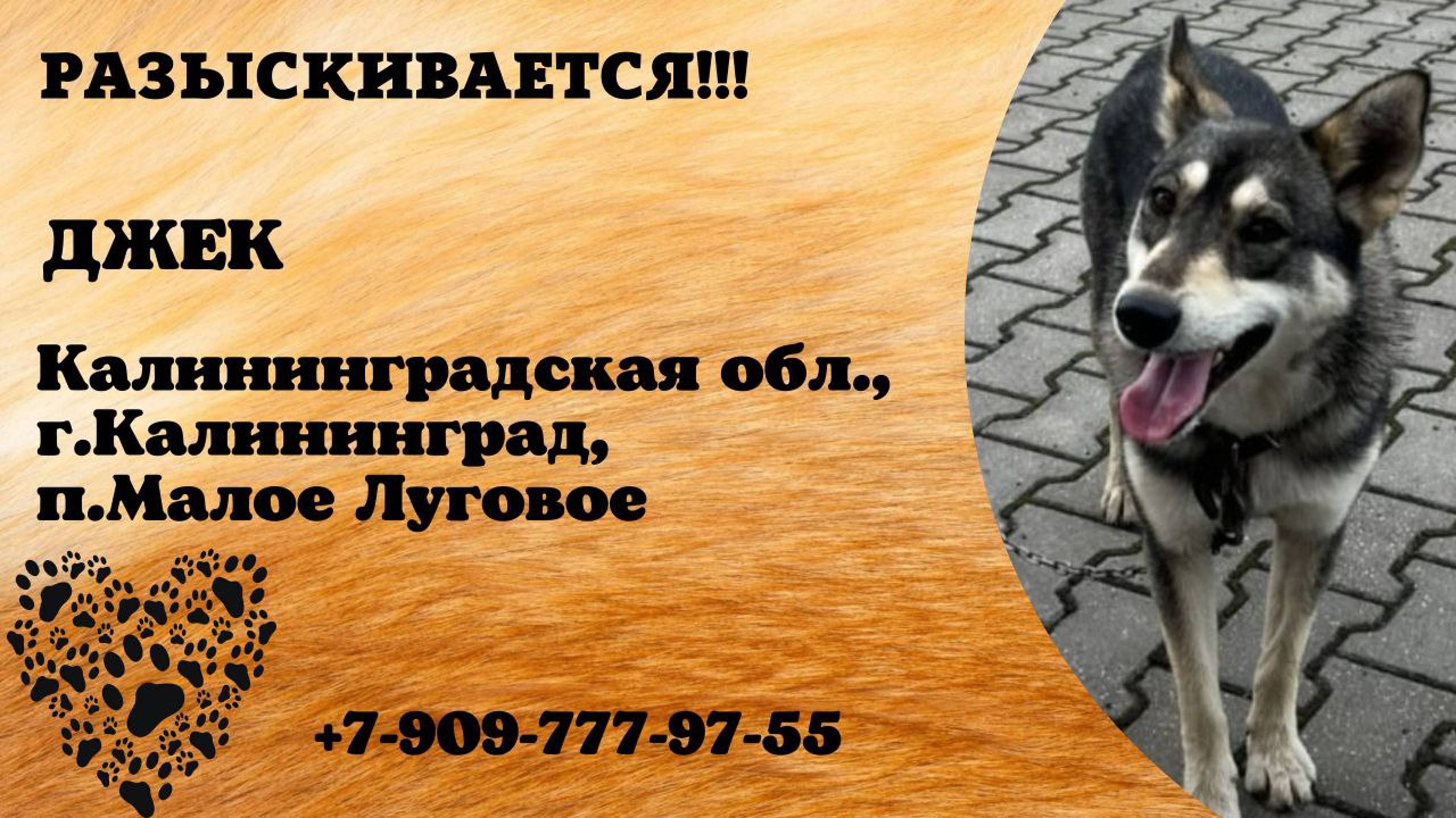 Пропала собака! ДЖЕК. Калининградская обл,  г. Калининград,  п. Малое Луговое