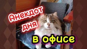 Анекдот дня. В офисе.