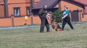 5 Отл. Марвил Юнион ТОР +++ №23. КЧК ТЮМЕНЬ 5 июля`25 Моно немецких овчарок