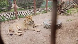 SRJQ1382Шерхан 19.07.2025 Видео от опекуна Светланы