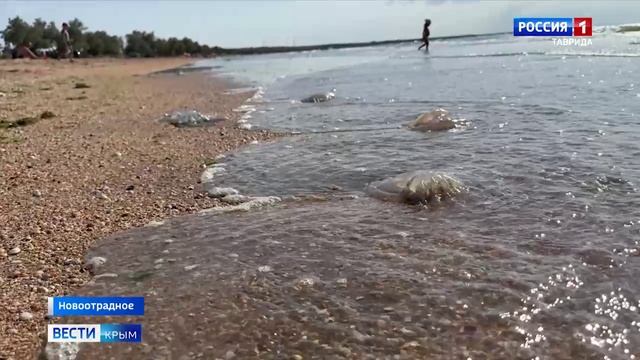 В Азовском море замечено большое скопление медуз смотреть онлайн