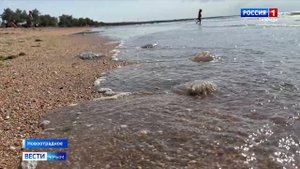 В Азовском море замечено большое скопление медуз