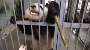 🐼Пандочку Катюшу из Московского зоопарка учат рисовать🐼