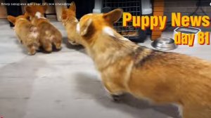 Вечер заводчика или у нас тут своя атмосфера😊