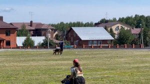 4 Отл. ОСБОРН из Белого Яра +++ №21. КЧК ТЮМЕНЬ 5 июля`25 Моно немецких овчарок