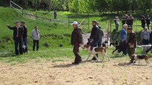 2017.05.27. 124-я Московская выставка охотничьих собак
