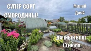 Смородина удивила всех |Дошли руки до клубники| Дачный влог 13 июля