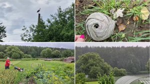 УДАЛИЛИ ОСИНОЕ ГНЕЗДО, ЛЕГКО. ПОШЛА КОСИТЬ, НО ДОЖДЬ ПРОГНАЛ.