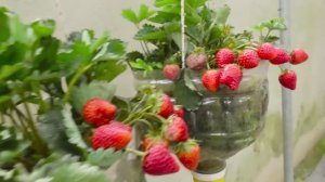 Супер методы выращивания клубники