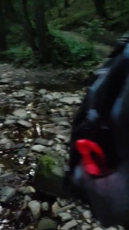 откуда стружка в лесу #дерево #дятел #поход #люди