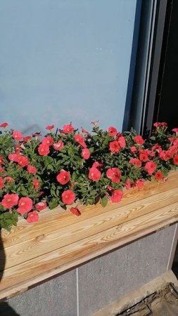Цветы на Матисовом
