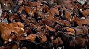 Разоблачение исторических мифов о Наполеоне с помощью элементарной логики.