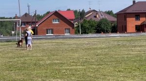 1 Отл. КЧК О'ФЭЛИЧИТА из Белого Яра +++ №58. КЧК ТЮМЕНЬ 5 июля`25 Моно немецких овчарок