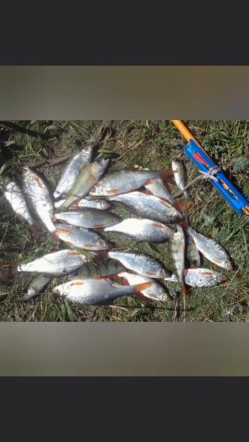 Сегодня порыбачил на Карьере🎣 Рыбачил на маховую удочку с деликатной оснасткой🎣