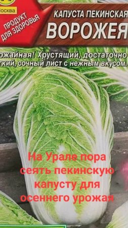 На освободившейся грядке посеяла пекинскую капусту на осень