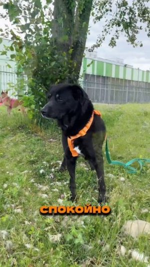 Джонни ищет дом 🥰 +79671388797 Татьяна - волонтёр, ответственный за Джонни