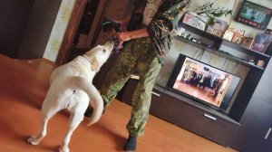 Игривая собачка.