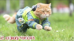 Приколы с котами! - С ОЗВУЧКОЙ! Самые смешные животные! СМЕШНЫЕ КОТЫ! РЖАКА!