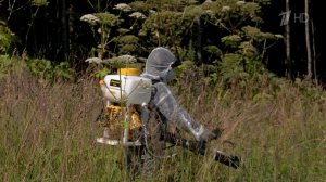 С 2026 года вступит в силу единый федеральный закон о борьбе с борщевиком