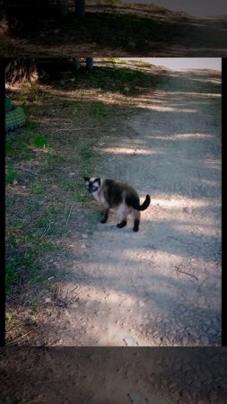 КОТИКИ И СОБАЧКИ