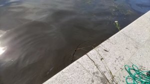 Магнит утопили