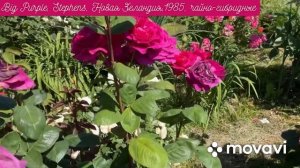 По просьбе подписчиков, запускаю ролик о моих розах с надписями в моем саду (60 сортов)