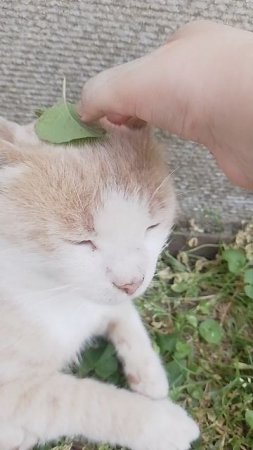 видео для рыжика🐱