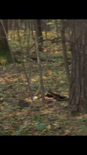 И вот бежишь ОТ ПУЛЬ лес музыка blondehair руны newmusic рок music rock белоеплатье погоня