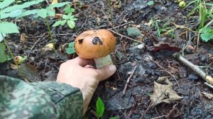 прогулка по лесу