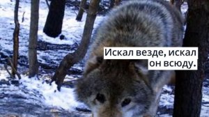 Одинокий волк