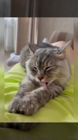 #кошки Курильский бобтейл