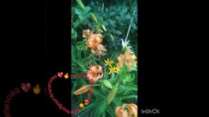 Лето после дождя. Татьяна Ярош-Агапитова.