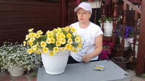 Петхоа Калиберст еллоу, обязательно буду сажать в следующем сезоне. Очень красивый цветочек.