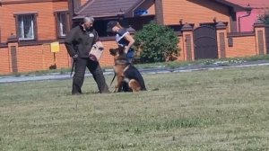 3 Отл. NEMAN v. Haus Kseni +++ №24. КЧК ТЮМЕНЬ 5 июля`25 Моно немецких овчарок