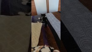 А кошка вам зачем?