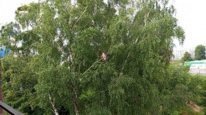 Светлогорск. Завтрак аристократа.