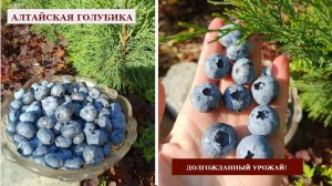 АЛТАЙСКАЯ ГОЛУБИКА 2025