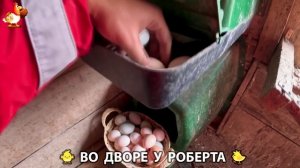 Содержание кур в домашних условиях и других птиц во дворе у Роберта 🐣🐤🦆🐔🪿🦃 (64)
