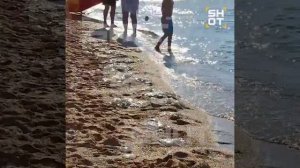 Тысячи гигантских медуз заполонили Азовское море.